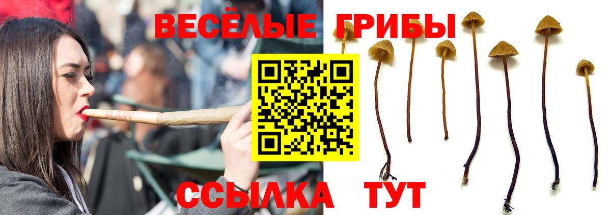 Тимашёвск  Псилоцибиновые грибы ЛСД  Вход с VPN 